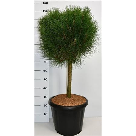 Pinus Strobus Macopin On Stem