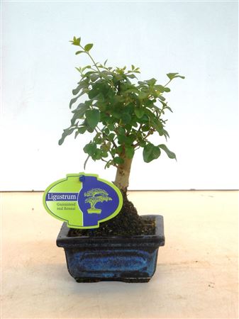 Bonsai Ligustrum Sinensis, 12., Broom, Without D