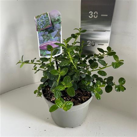 Ceanothus Griseus Yankee Point