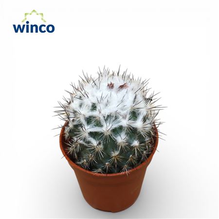 Турбиникарпус Сауери