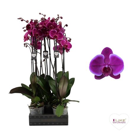 Phalaenopsis Starsailor - 2 Tak 80cm