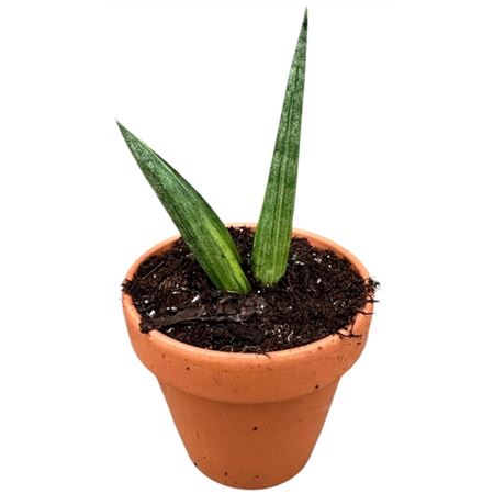 Sansevieria Boncel Variegata
