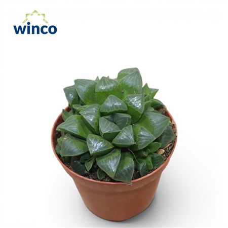 Haworthia Retusa Ssp.