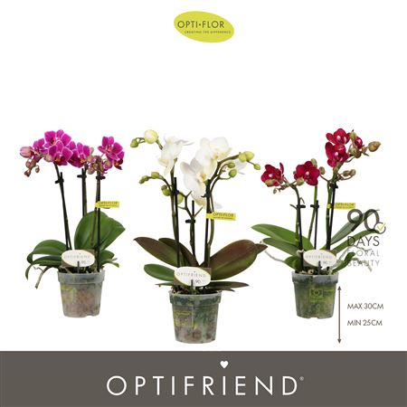 Phal 3st Mix (opti)