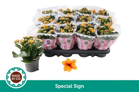 Kal Ros Yellow Special Sign