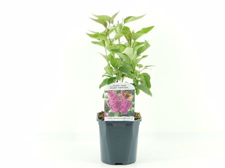 Syringa Vulg Ludwig Späth