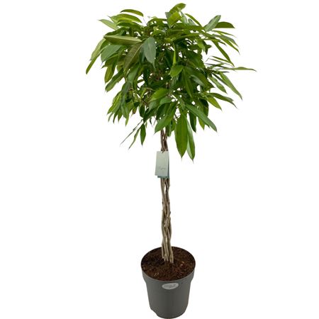 Ficus Bin Amstel King Twisted