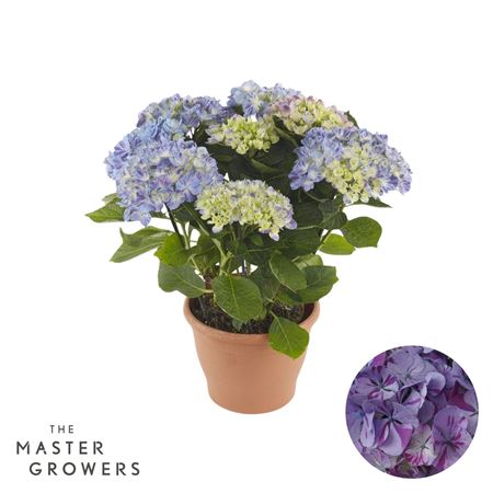 Hydrangea Ma Campino Blue 7+