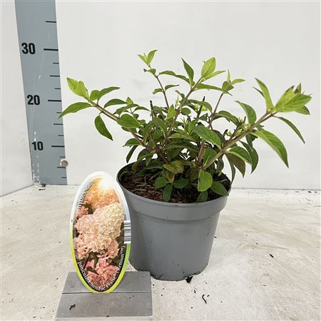 Hydrangea Pan Sundae Fraise