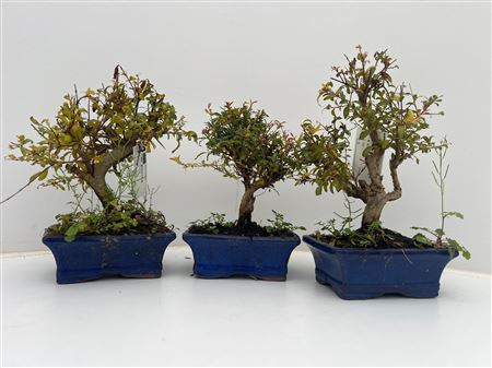 Bonsai Punica Granatum, 15cm. - Granaatappel
