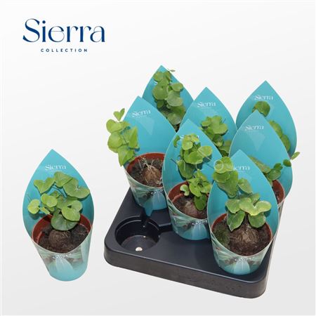 Dioscorea Elephantipes (sierra) Sierra Collection