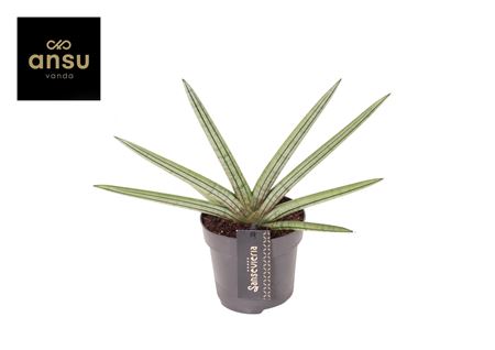 Sansevieria Tiara Stripes