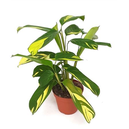 Ctenanthe Lubbersianii