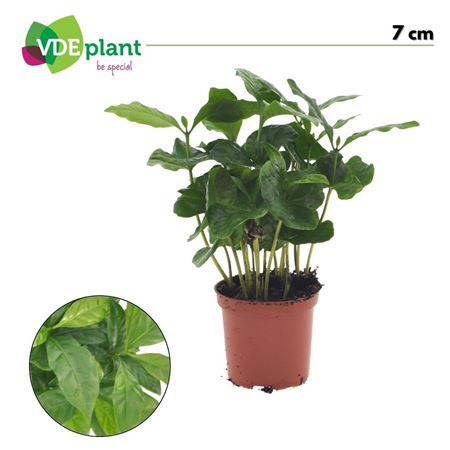 Coffea Arabica