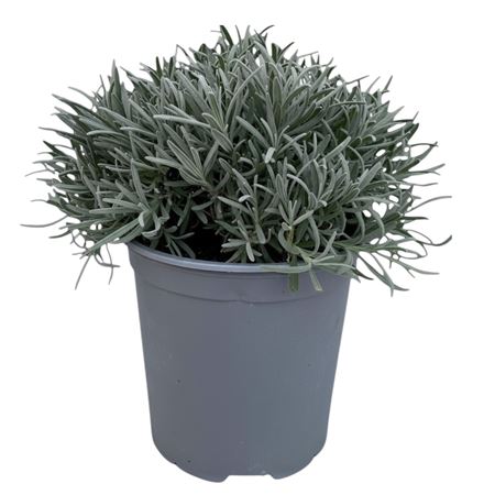 Lavandula Angustifolia.