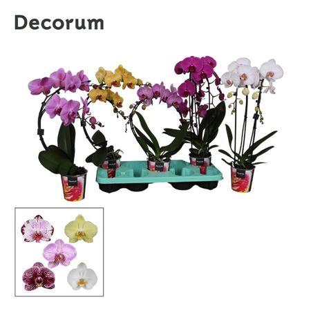 Phal 2st Shapes Mix Decorum 16+ (bernhard)