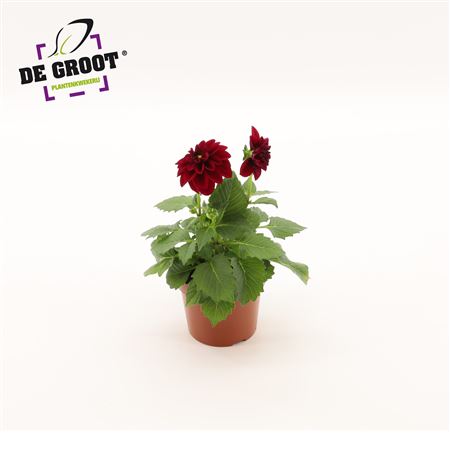 Dahlia Purple