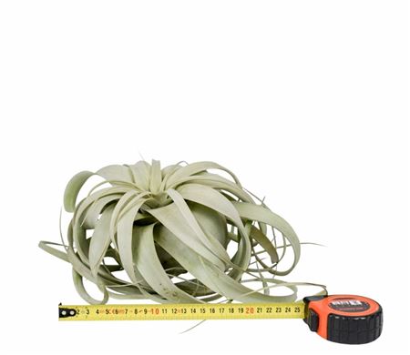 Tillandsia Xerographica X3