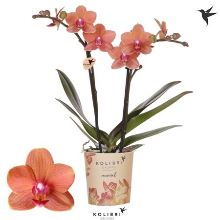 Phal 2st Bolzano 22+ Potcover (ok)