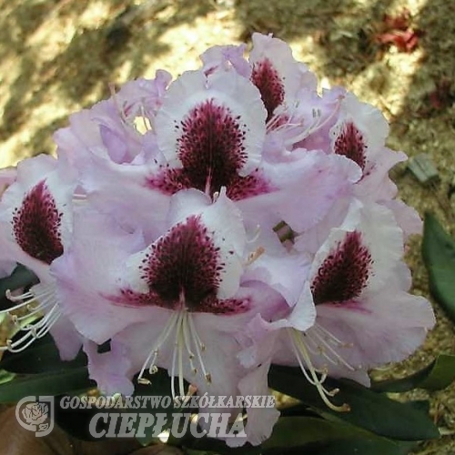 Рододендрон гибридный Алексис