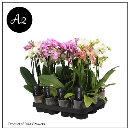 Phal 1-2st A2 Mix 6+ (orchid Growers)