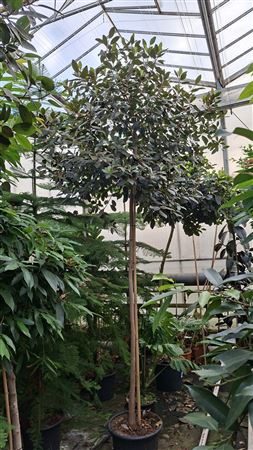 Ficus Rubiginosa Australis Stam