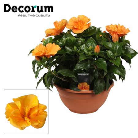 Hibiscus Jazz Orange Double 10+ (decorum)