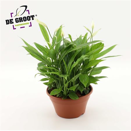 Spath In Bowl