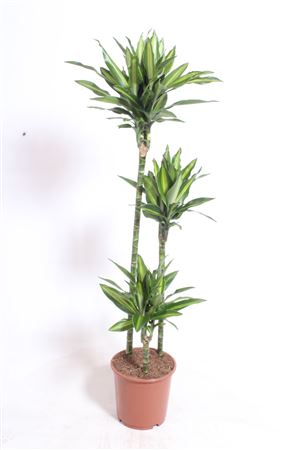 Dracaena Silindo 90-60-30