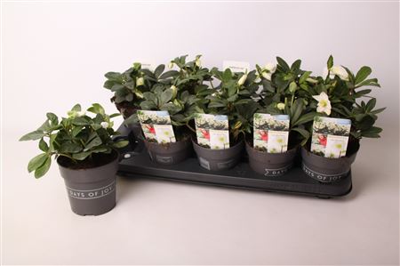 Helleborus Niger Mont Blanc S