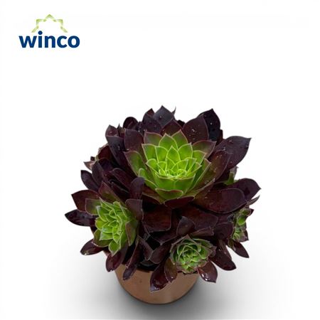 Aeonium Phoenix Flame