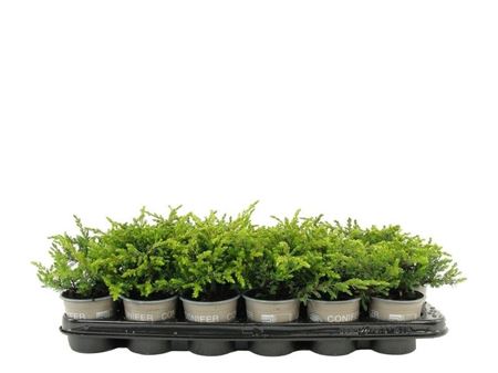 Juniperus Comm Goldschatz