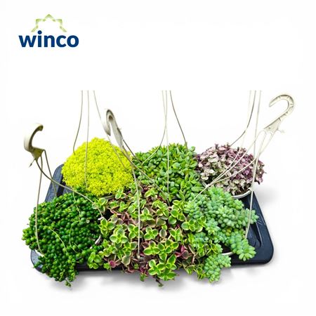 Succulent Hanging Basket Mix