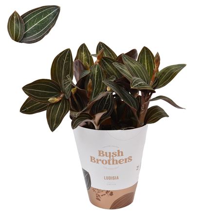 Ludisia Discolor Xl