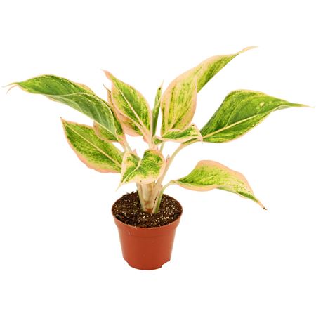 Aglaonema Lipstick Pink