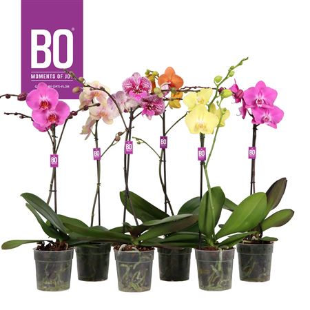 Phal 1st Pink Biglip (opti)