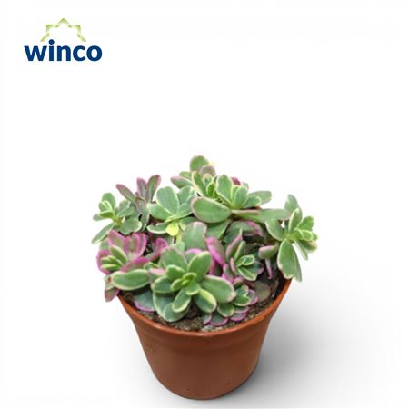 Graptosedum Spurium Tricolor