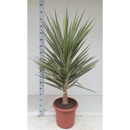 Yucca Jewel On Stem