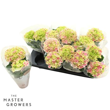 Hydrangea Ma Candy Heart Pink 2pp
