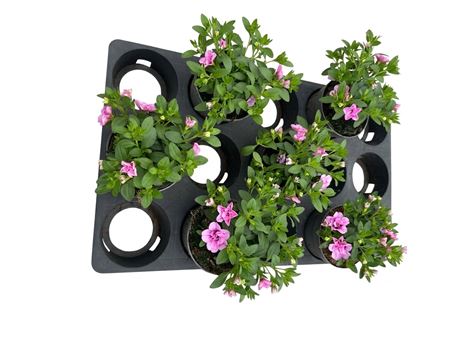 Calibrachoa Chameleon Double Pink Yellow