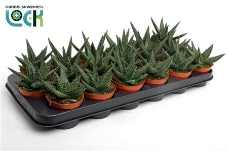 Haworthia Gasworthia