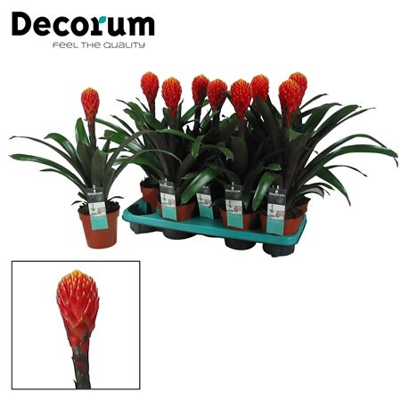 Guzmania Tala (decorum)