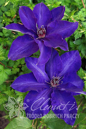 Клематис гибридный Зе Президент в тубе