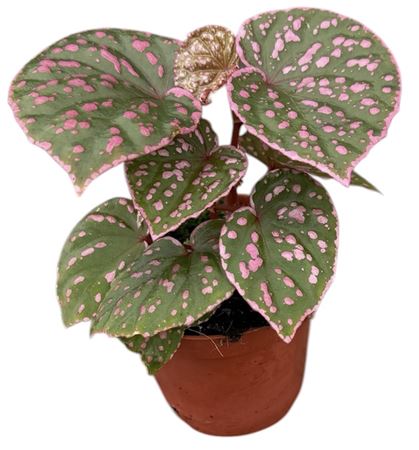Begonia Muara Wahau