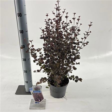 Lophomyrtus Ralphii Black Pearl