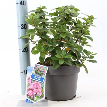 Escallonia Laevis Pink Elle