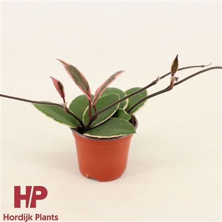 Hoya Carnosa Flamingo Dream