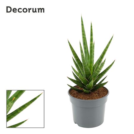 Sansevieria Francisii 9 (decorum)