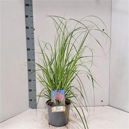 Cortaderia Selloana Rosea