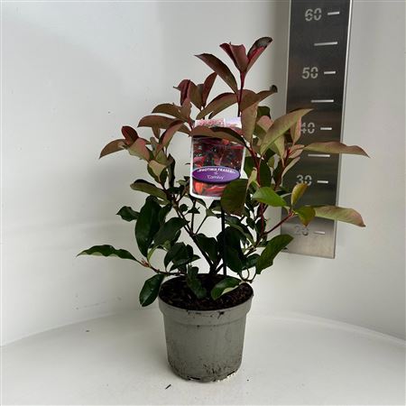 Photinia Fras Camilvy